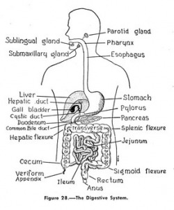 Digestive System Resources - Human Body Webquest